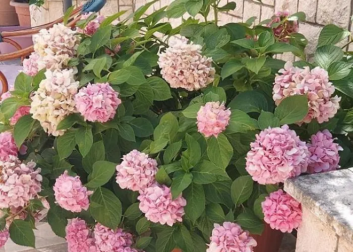 4199-2 For 3 People In * Trpanj